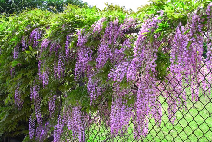 Caring for wisteria in the garden