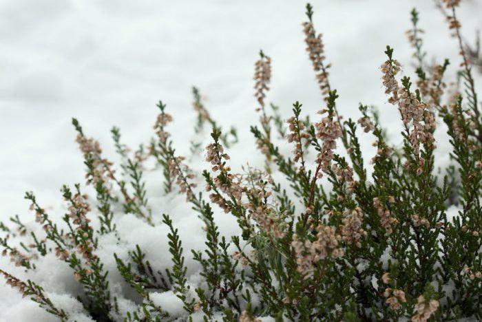 Heather after flowering