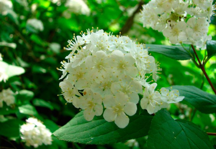 Deutzia amur, or small-flowered (Deutzia amurensis)