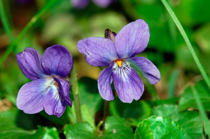 Duftende Bratsche (Viola odorata)