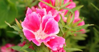 Clarkia