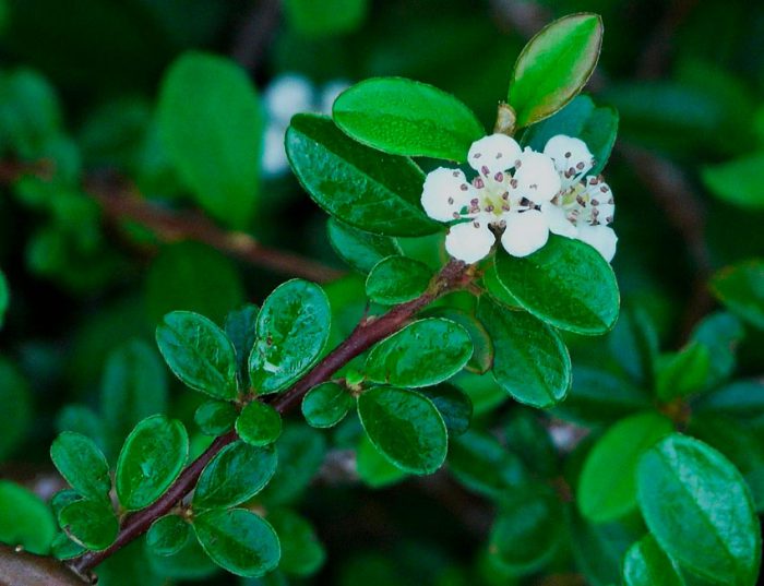Dammer's cotoneaster (Cotoneaster dammeri)