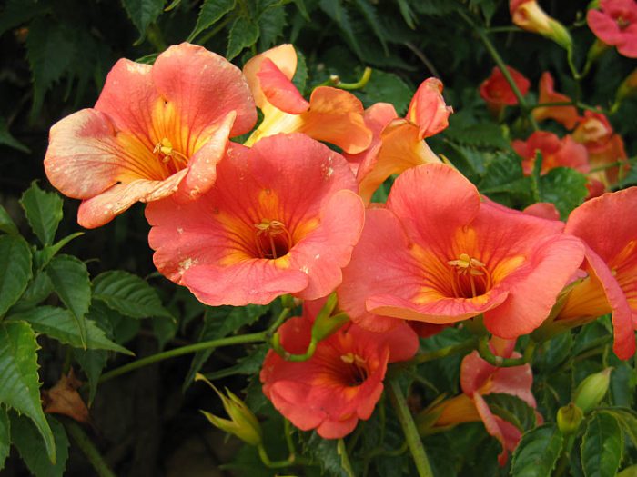 Campsis de flores grandes