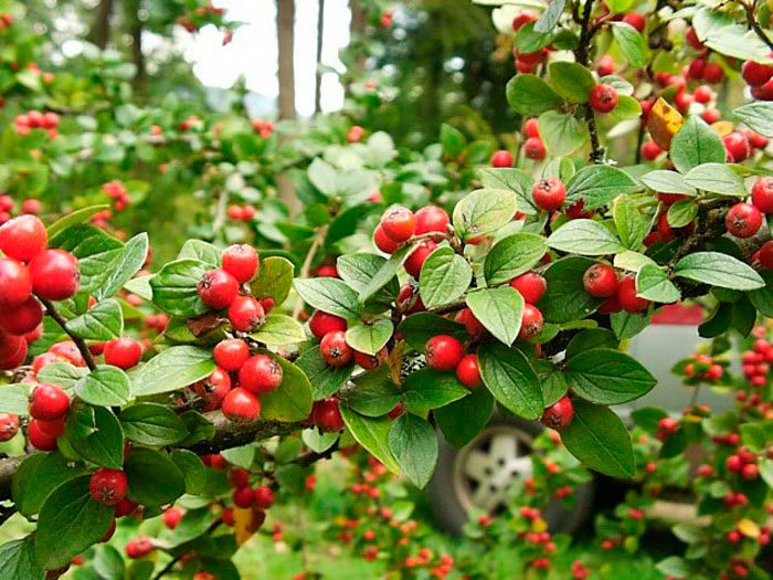 Features of the cotoneaster