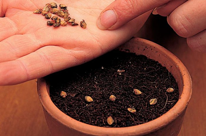 How to grow from seeds
