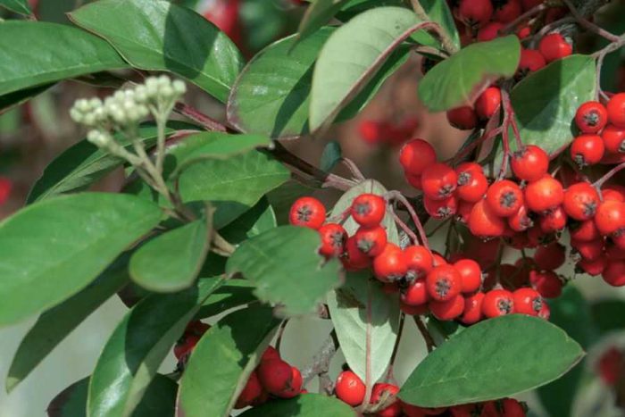 Caring for the cotoneaster