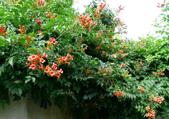 Wachsende Kampsis im Garten