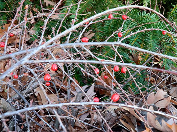 Cotoneaster in winter