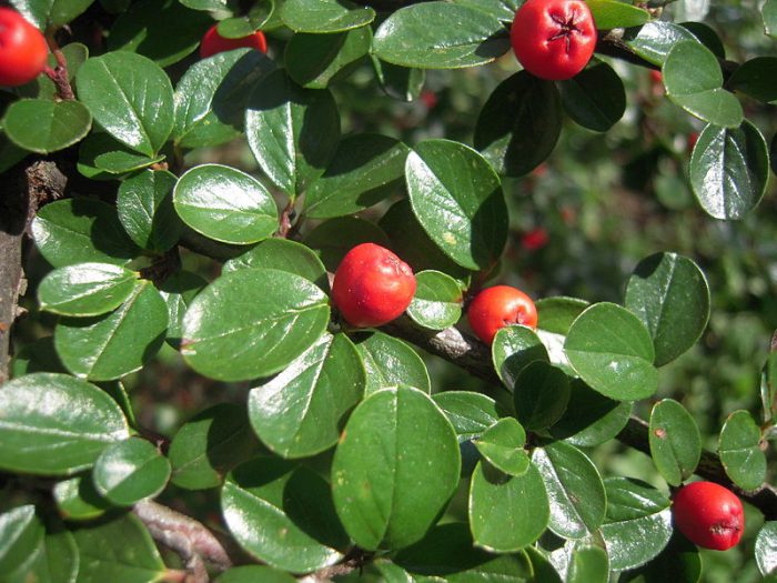 The whole-edged cotoneaster, or ordinary cotoneaster