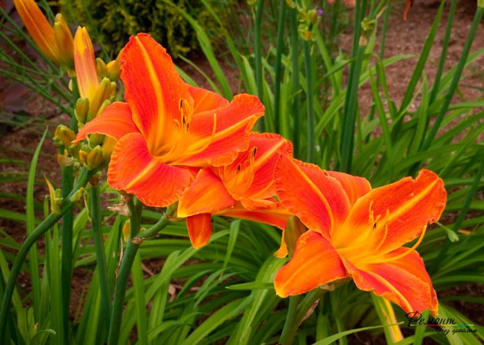 Laranja Daylily