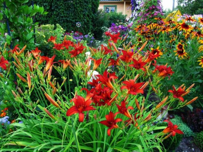 Daylily care in the garden