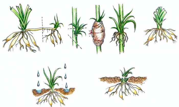 Propagation de l'hémérocalle