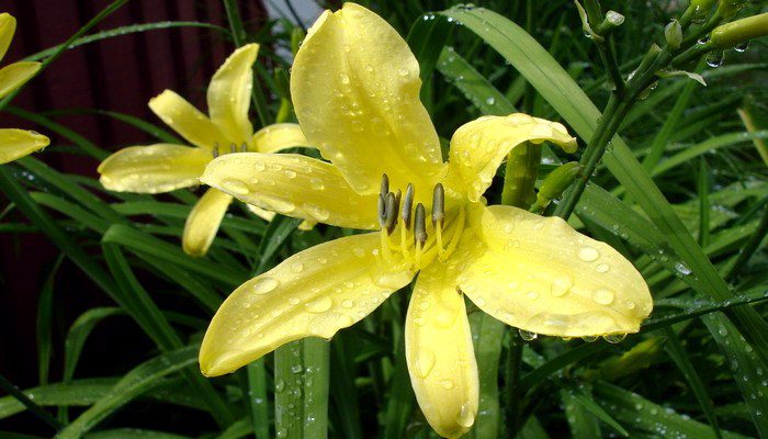 Daylily amarillo limón