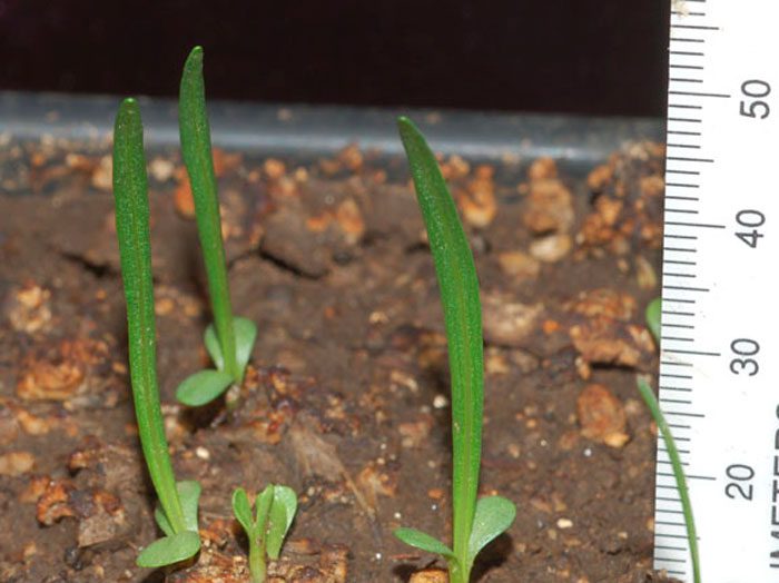 Creșterea Liatrixului din semințe