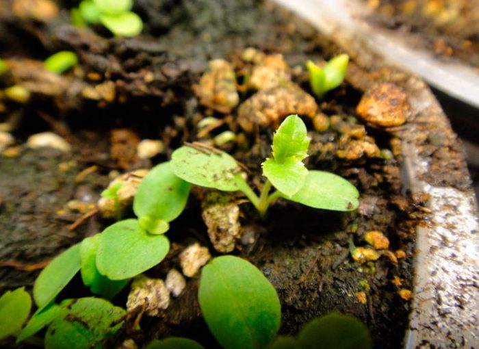 Cultivo de platicodone a partir de sementes