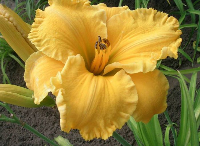 Daylily Dumortier