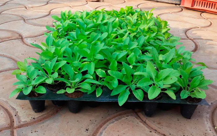 How to care for seedlings