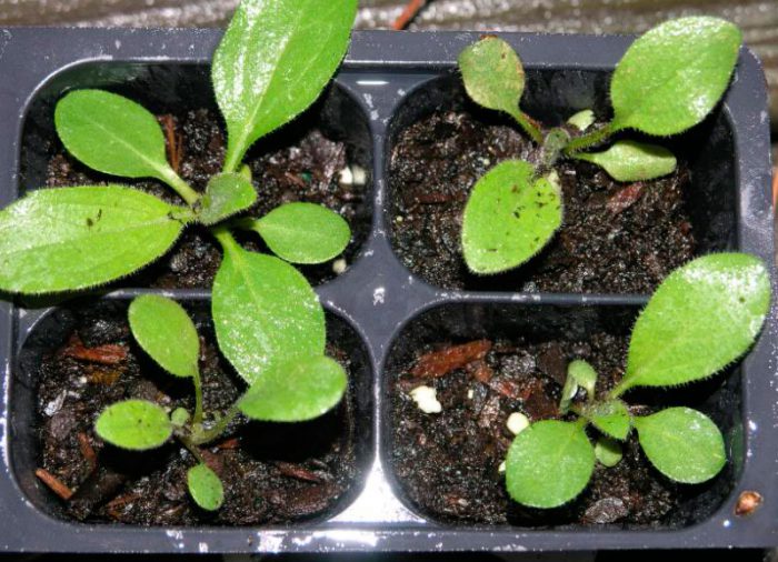 Growing rudbeckia from seeds
