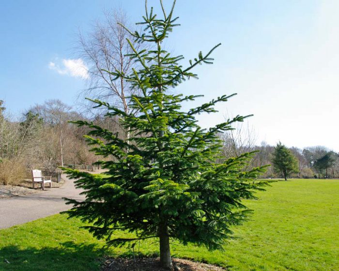Caucasian fir, or Nordmann fir