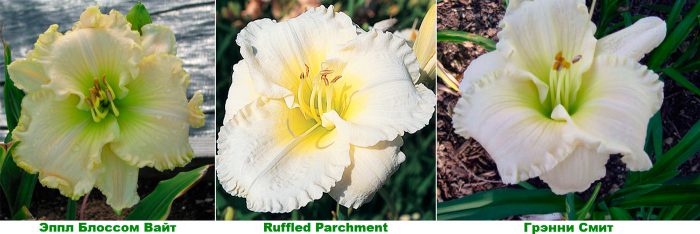 Daylilies are white