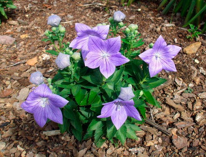 Planting Platicodon in open ground