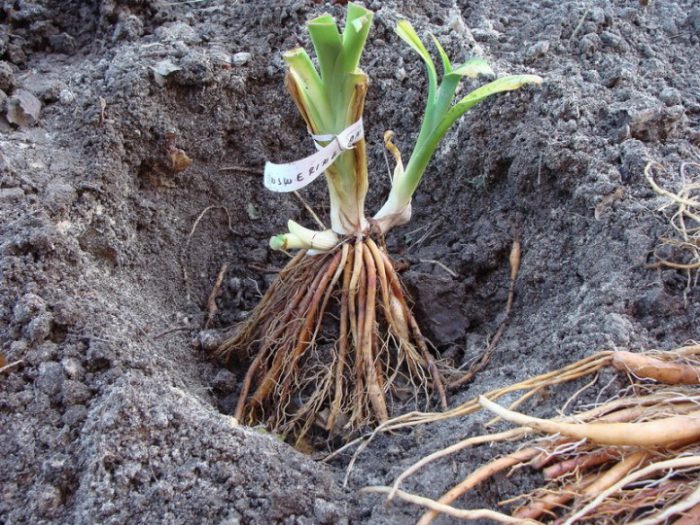 Planting a daylily