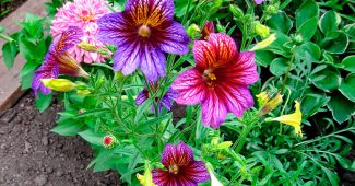 Salpiglossis