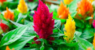 Celosia