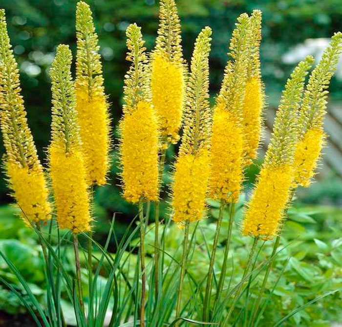 Eremurus