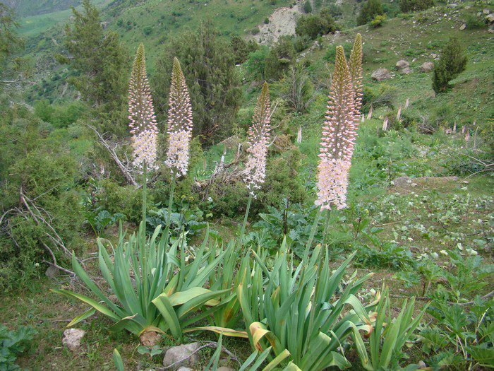 Eremurus Echison