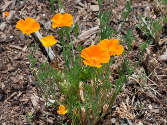 Eschsholzia Califórnia