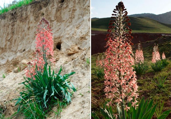 Eremurus Albert