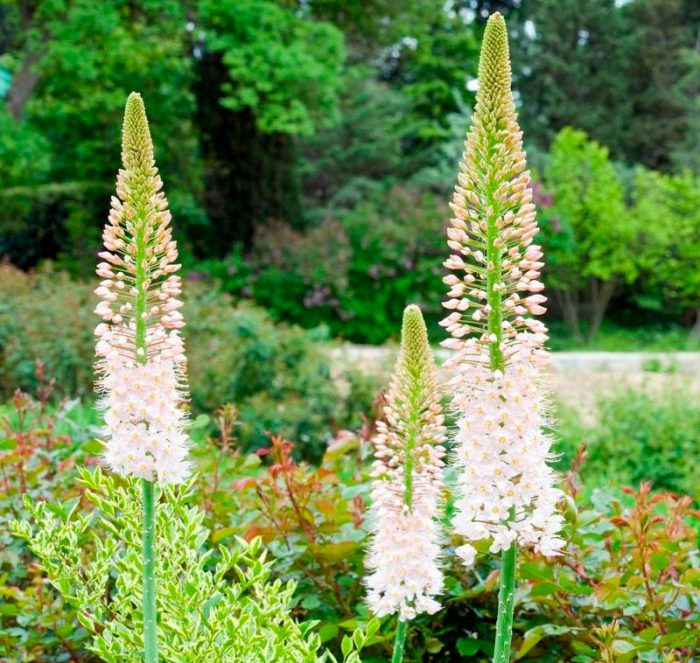 Eremurus poderoso