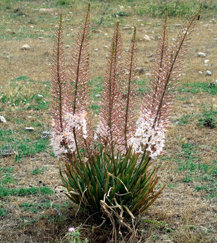 Eremurus Olga