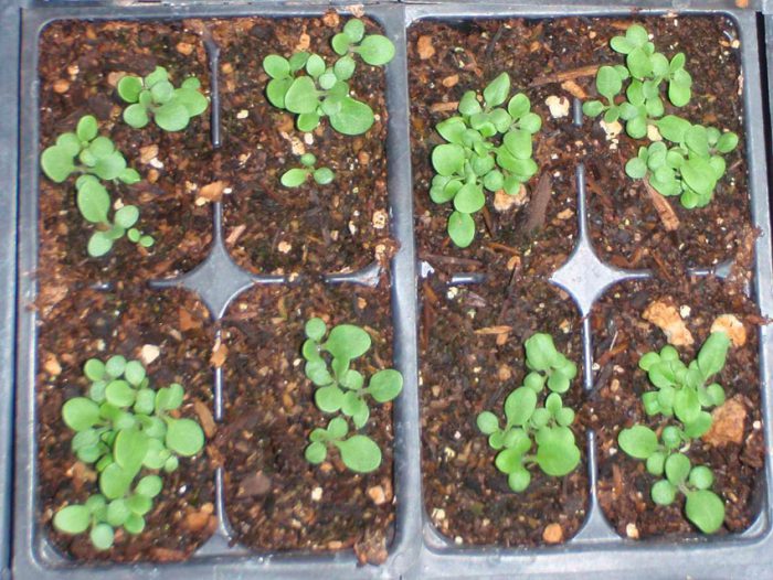 Growing salpiglossis from seeds