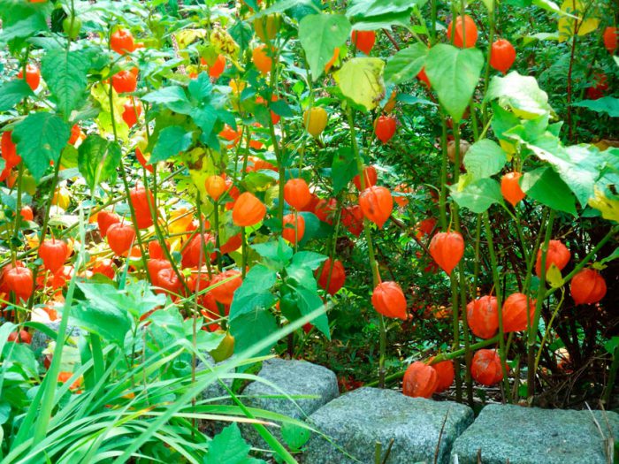 Soins Physalis dans le jardin