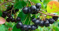 Chokeberry negru (rowan)