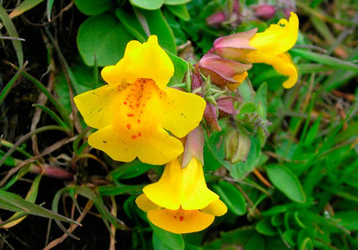 Mimulus moteado