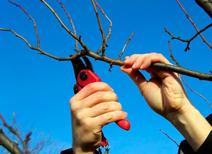 Pruning quince