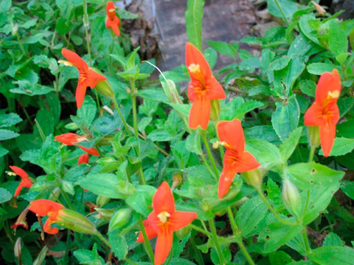 Pintalabios rojo