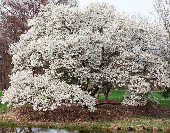 Magnolia Cobus