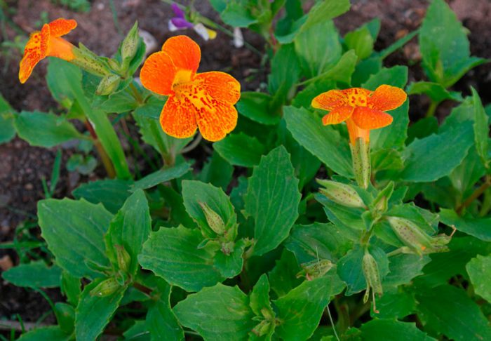 Mimulus cobre-vermelho