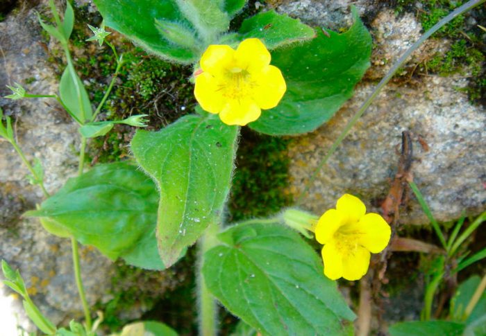 Mimulus moschusartig