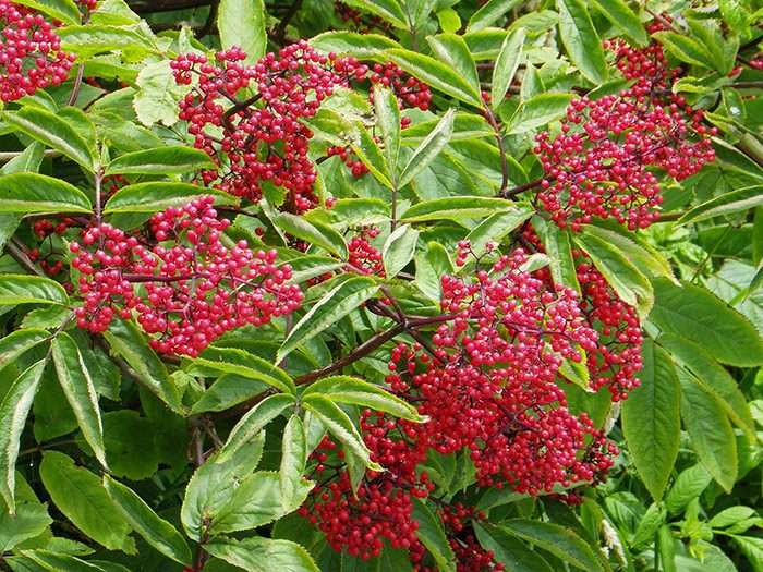 Elderberry röd