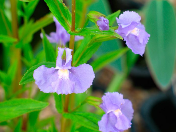 Mimulus klafft