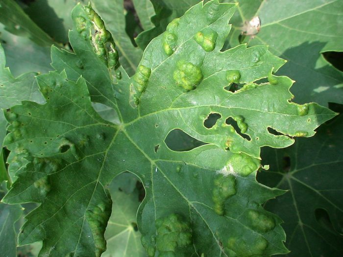 Phyloxera, or grape aphid