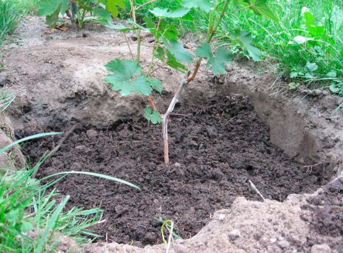 Planting grapes in open ground