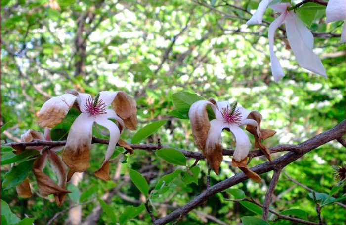 Magnolia after flowering