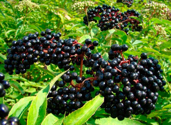 Elderberry sommaromsorg