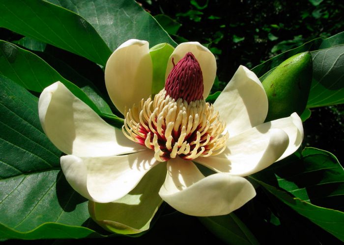 Magnolia obovate